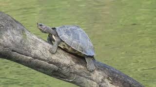 Assam roofed turtle- Kaziranga National Park, Assam