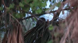 Screech Owls in the Backyard