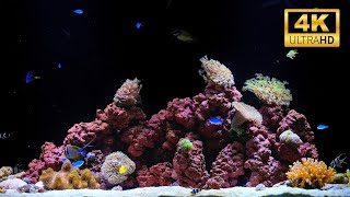 Calming Aquarium in 4K | 12 Hours of No-Music Fish Tank for Deep Sleep & Relaxation