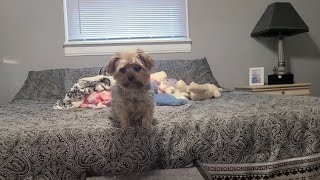 "Morning Fun: Rylie’s Happy Wednesday with Hermie #yorkies #birthday #viralvideo #Rylie