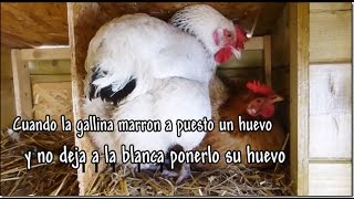 Cuando la gallina marron a puesto un huevo y no deja a la blanca ponerlo su huevo