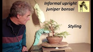 Informal upright juniper bonsai - 1 (part 2)