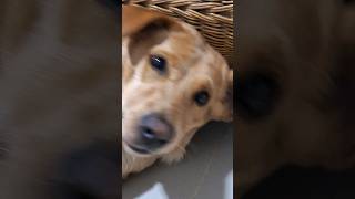 น่ากลัว เสียงฟ้าร้องหลบหน้าเข้าไปทำไมลูก #youtubeshorts #animals #dog #pets #หมา