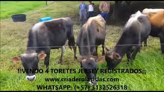 VENDO 4 TORETES JERSEY REGISTRADOS