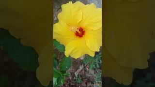 Yellow Hibiscus..