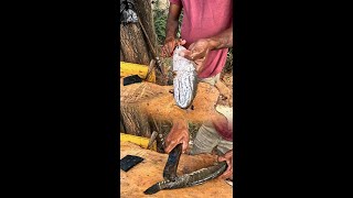 The Art of Snakehead Fish Cutting Masterclass from Fishermen Fishing Snakehead