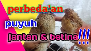 Cara membedakan puyuh jantan dan betina l how to tell the difference between male and female quail