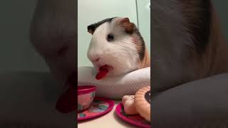 Oh no! Guinea pig eating | #shorts #guineapig #cuteanimals #slowmo #loveguineapigs #cutiepie