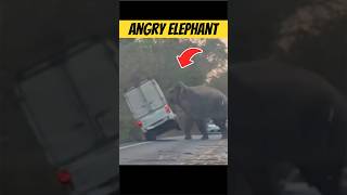 Aggressive Elephant Full video ☝🏻 #animals #wildlife