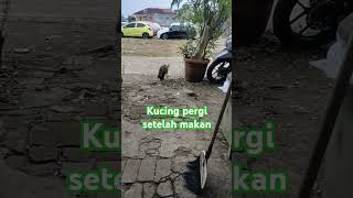 KUCING PERGI MAIN