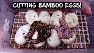 Ball Python Eggs are Hatching!  See the Results!