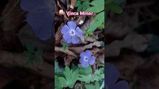 Common Periwinkle Vinca Minor beautiful rare blue toxic flower