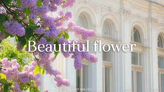 아름다운 꽃 편안하고 로맨틱한 하루의 시작, 마음까지 따스해지는 순간 💐 - Beautiful flower