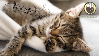 Soothing Music for Cats & Purring Sounds - Stress and Anxiety Relief