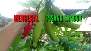 Mengenal Pisang Tanduk