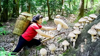 How to Harvest Mushroom, goes To Market Sell - Harvesting and Cooking |Tieu Vy Daily Life