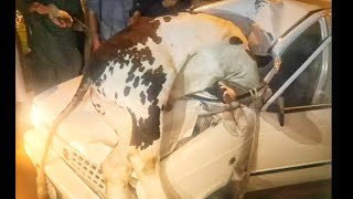 Cow running on road | Cow and car accident | Sad news for cow owner | Animals Time