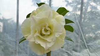 Adenium plant flower