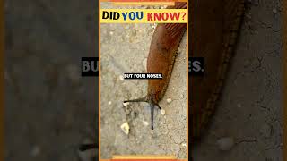 Slugs have not one, not two, not three but four noses | Interesting facts | motivation facts #shorts