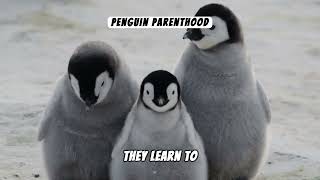 The Majestic World of Emperor Penguins: A Fascinating Journey