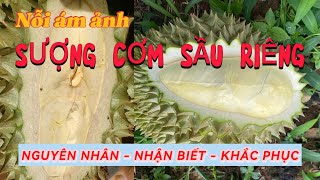 SƯỢNG CƠM - SƯỢNG NƯỚC : vấn đề nóng trong mùa thu hoạch sầu riêng năm 2024