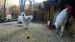 Backyard Chickens Fun Chicken Coop Activity Sounds Noises Hens Roosters!