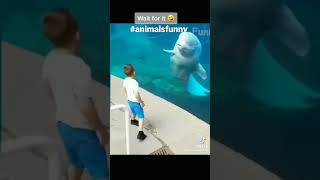 animals funny vedio                           #animals