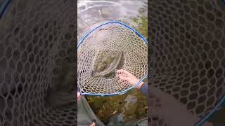 😍 bellissima trota fario - spinning trota torrente #shorts #youtube #youtubeshorts #viral #fishing