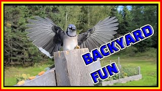 Feeding Blue Jays Peanuts and Cashews | Backyard Birdwatching Fun!