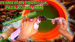 APLIKASI PROBIOTIK PADA KOLAM IKAN NILA