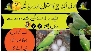 Indian ringneck se breed lene ka tarika/ ringneck breeding tips / Urdu Hindi