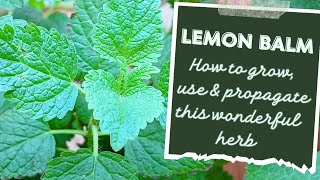 Why You Should Grow Lemon Balm |  How to grow and use lemon balm