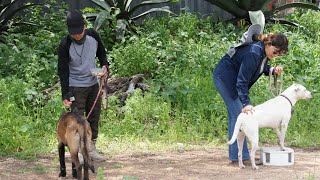 DIA 7 DE ADIESTRAMIENTO DE OBEDIENCIA PASTOR BELGA MALINOIS