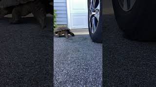 Snapping Turtle Moving #timelapse #snappingturtles #shorts #funnyimages