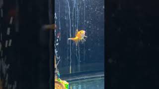 Shrimp Eating Goldfish