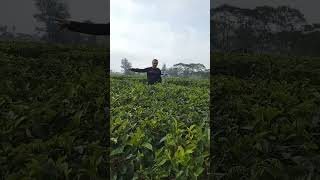 kebun teh Kebawetan kabupaten Kepahiang, provinsi Bengkulu