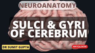 SULCI & GYRI OF CEREBRUM