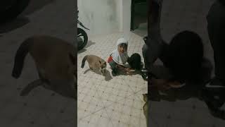 Kebersamaan si Adek bersama Kucing kucing Liar#short