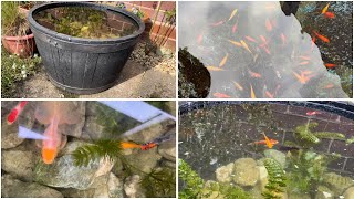 🐟 How to establish a cheap and easy water feature in the garden