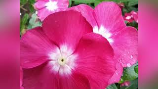 Amazing leaves And flowers