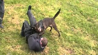 Dutch Shepherd attack(muzzle)