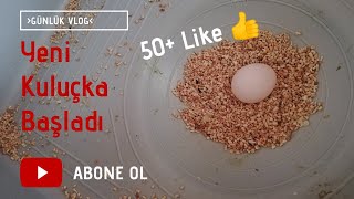 Muhabbet Kuşları Genel Durum | Jumbo Dişi Yeniden Yumurtladı (50+ Like 👍)