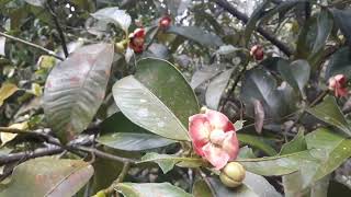 Manggis Berbuah di Dataran Tinggi 800 - 900 mdpl Kerinci