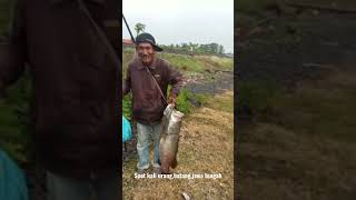 kakap babon kali urang,kali roban#mancingbarramundi #kakapputihbabon #kabupatenbatang