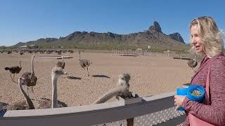 Feathered Dinosaurs??? No, Rooster Cogburn Ostrich Ranch near Tucson Arizona.