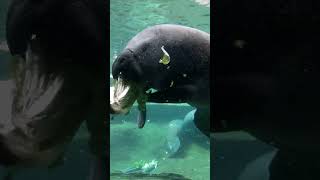 10-26-23 Manatee chomping on some lettuce