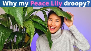 Peace Lily care and watering | Easy low light plant for your home | Spathiphyllum propagation