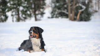 Bernese Mountain Dog and Herding Trials