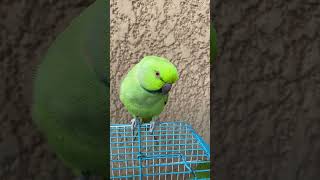 African Ringneck #cockatiel #parrot #bird #talkingparrot #greenparrot #africangrey #pet #animal