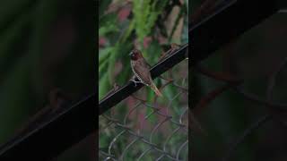 Scaly Breasted Munia #birds #munia #solitude #birdslife #lonliness #friends #wait #backyardwildlife